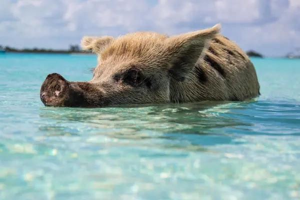 Home Swap Bahamas - Popular Locations