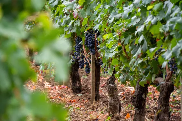 Home Swap Bordeaux - Uncork the Fun with Bordeaux's Wine Scene