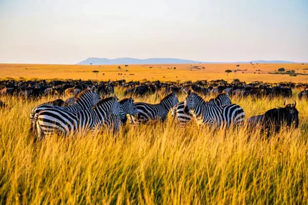 Home Swap Kenya - Safari Dreams and Everyday Kenya
