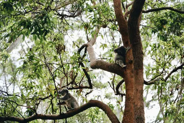 Home Swap Port Macquarie - Koalas, Coastal Paths, and Slow Afternoons